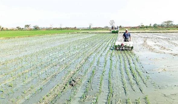 勃固省包康县区今年雨季已完成了雨季稻3.3万多英亩的种植工作