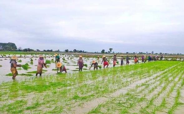 德林达依省区今年雨季规划种植22万多英亩雨季稻