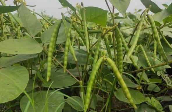 实皆省瑞帽县区完成绿豆8千多英亩敏牧县区完成雨花生2千多英亩的种植工作