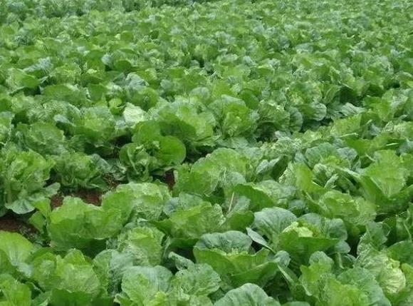 实皆省板卯县区今年雨季已完成各种蔬菜近2千多英亩的种植工作