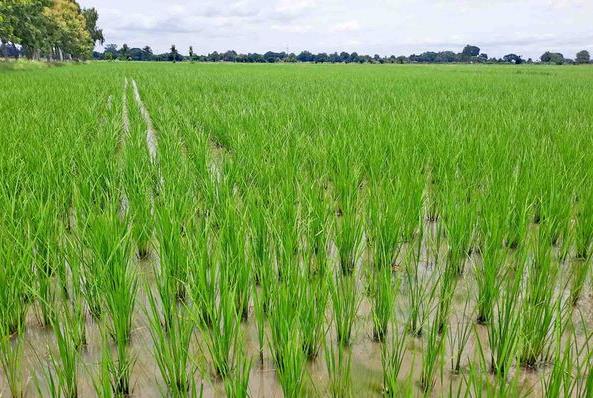 实皆省甘布鲁县区目前已完成雨季稻1万多英亩的种植工作
