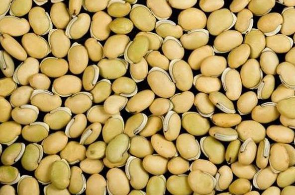实皆省蒙育瓦专区完成1万多英亩冬作物扁豆的采收工作