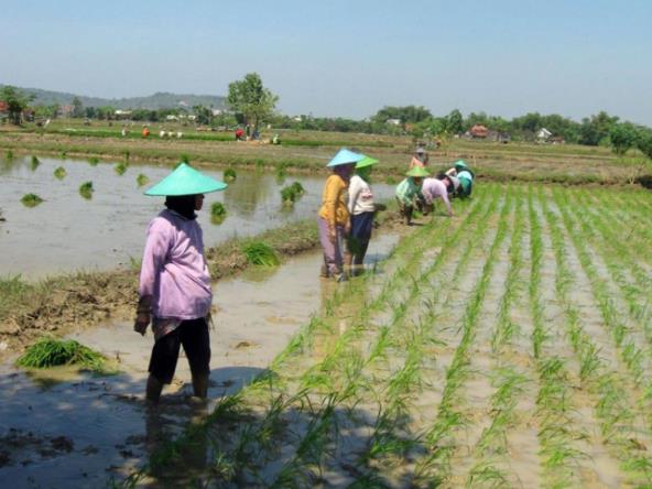 孟邦吉马鲁县区今年雨季已完成雨季稻3.2万多英亩的种植工作