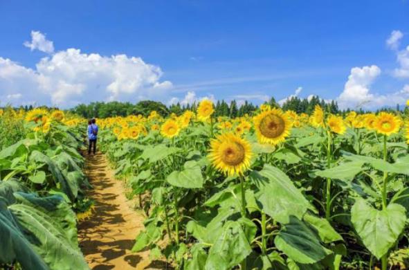 为达到国内食用油自给自足扩大种植油料作物向日葵