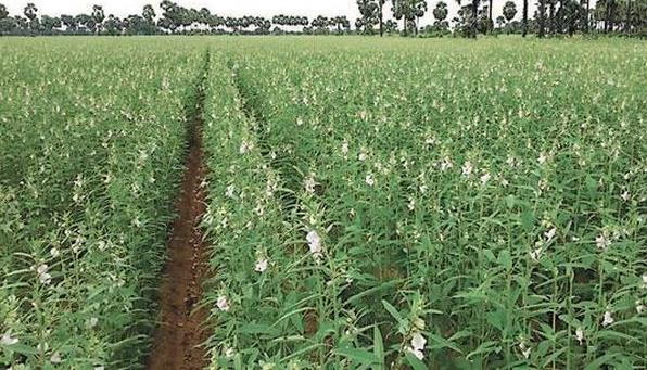 实皆省遵纳县区今年雨季种植了油料作物7千多英亩